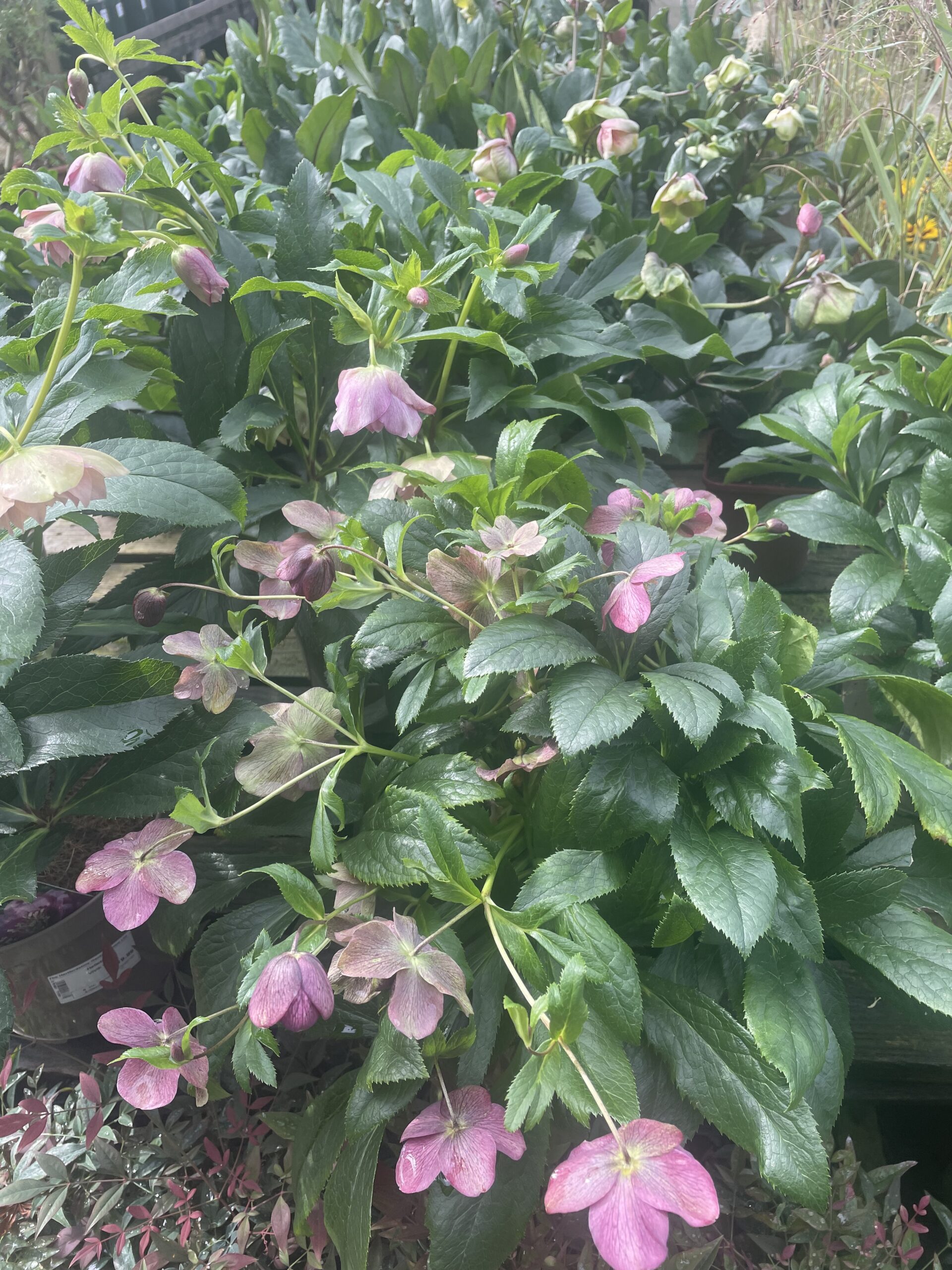 The Hertfordshire Garden Centre